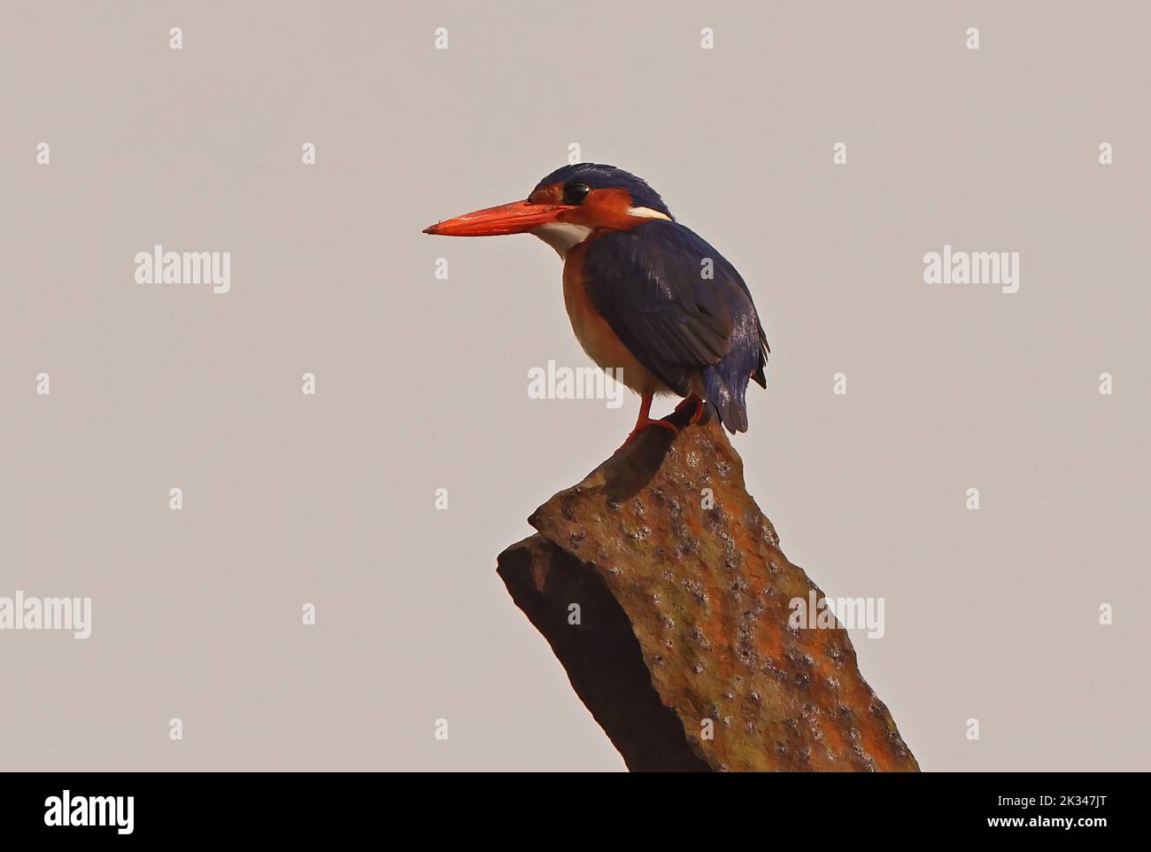 Principe Kingfisher (Corythornis nais) adult perched on rusty post