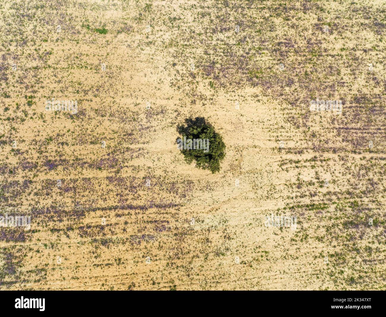 Holm Oak (Quercus ilex) in a field, aerial view, drone shot, Almeria province, Andalusia, Spain Stock Photo