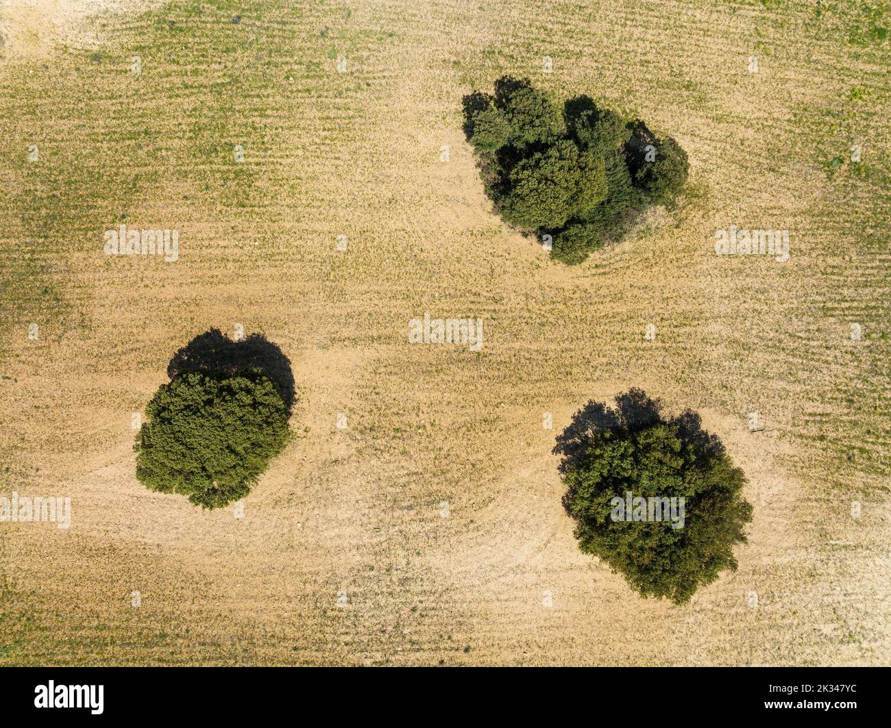 Holm Oaks (Quercus ilex) in a field, aerial view, drone shot, Almeria province, Andalusia, Spain Stock Photo