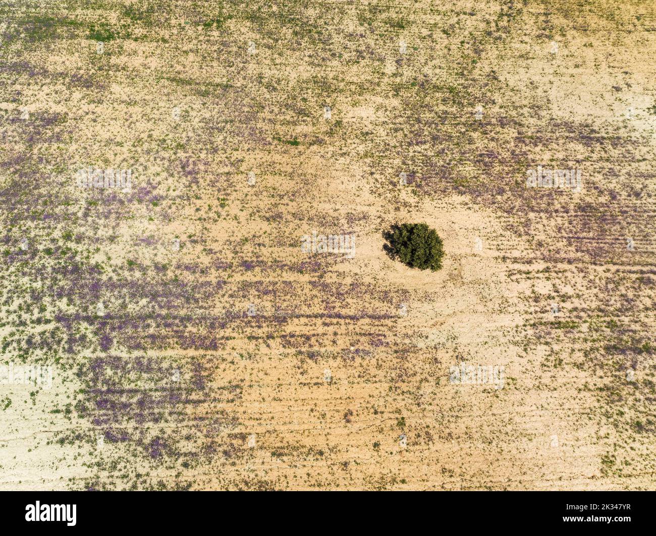 Holm Oak (Quercus ilex) in a field, aerial view, drone shot, Almeria province, Andalusia, Spain Stock Photo