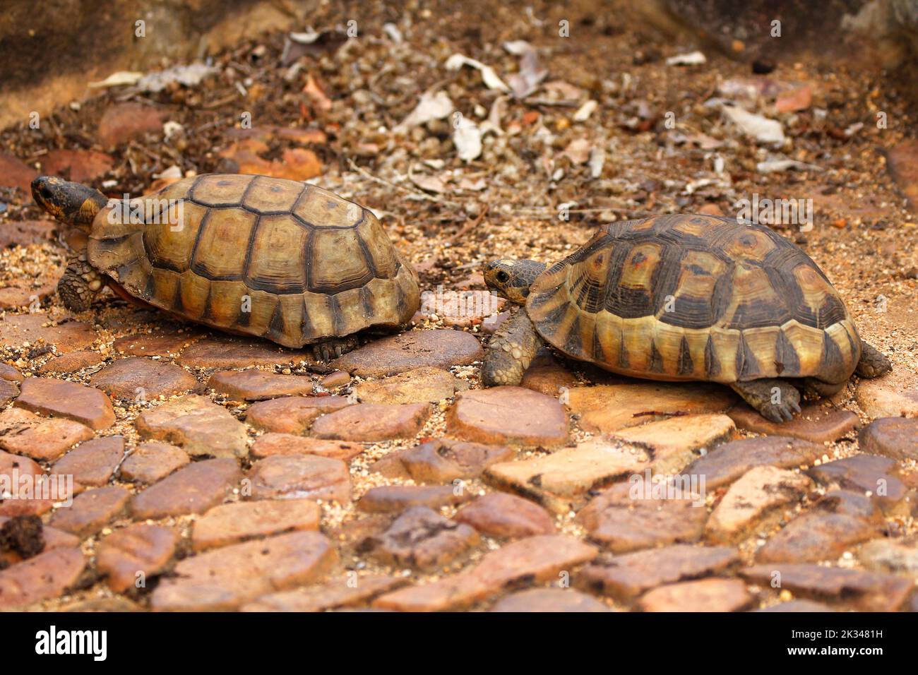 Two male angulate tortoises fighting over a female on some stone steps