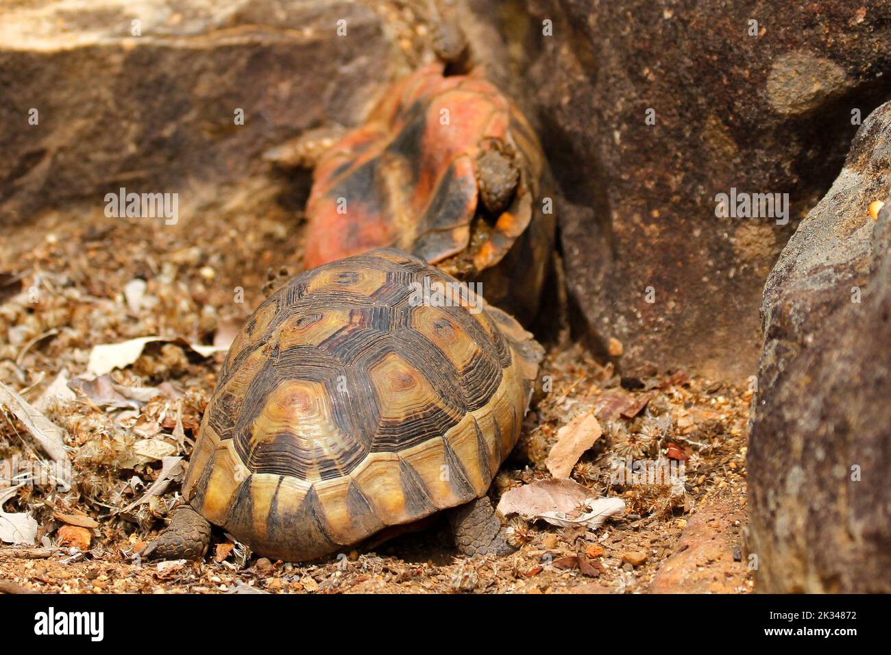 Two male angulate tortoises fighting over a female on some stone steps in a Cape Town garden. Stock Photo