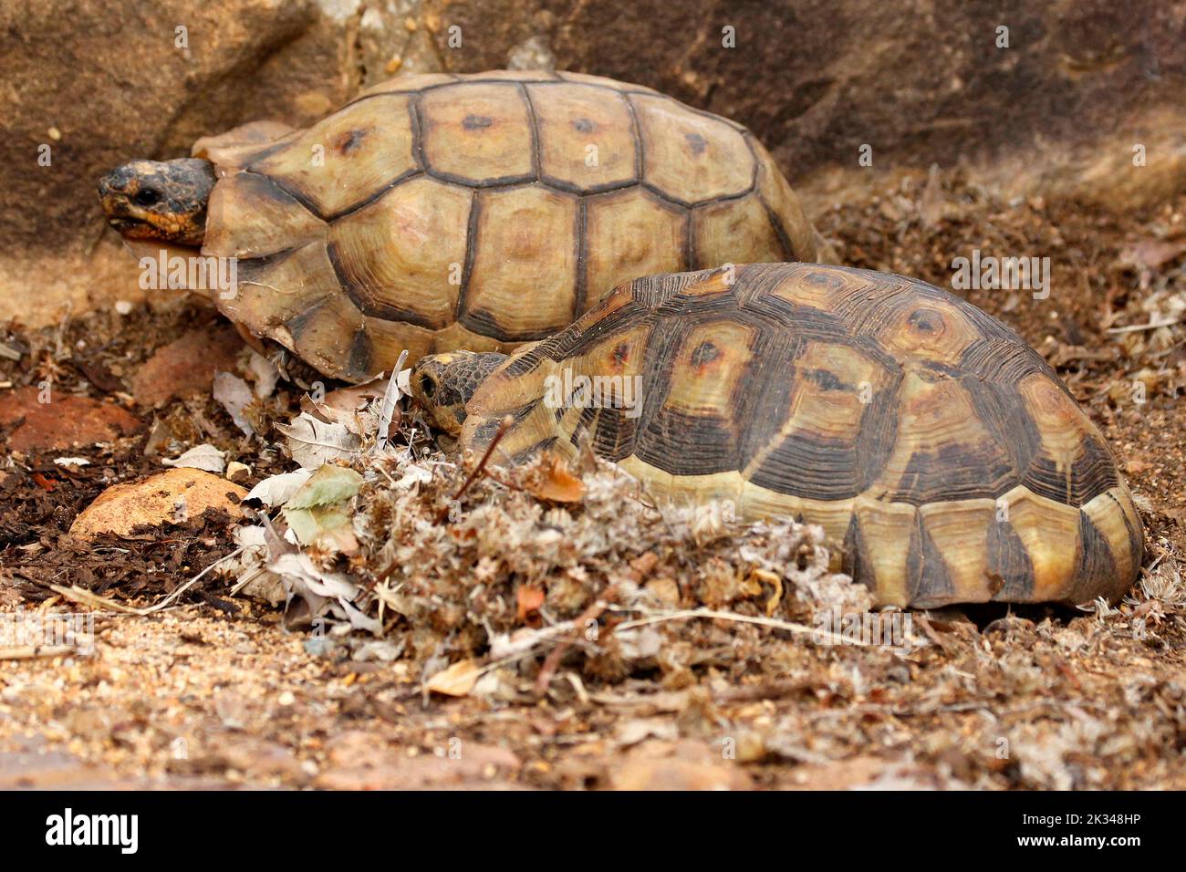 Two male angulate tortoises fighting over a female on some stone steps