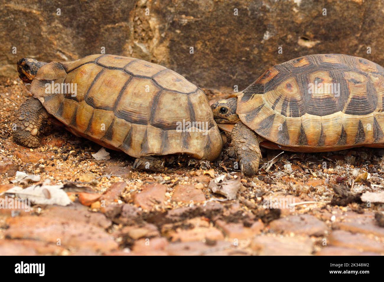 Two male angulate tortoises fighting over a female on some stone steps