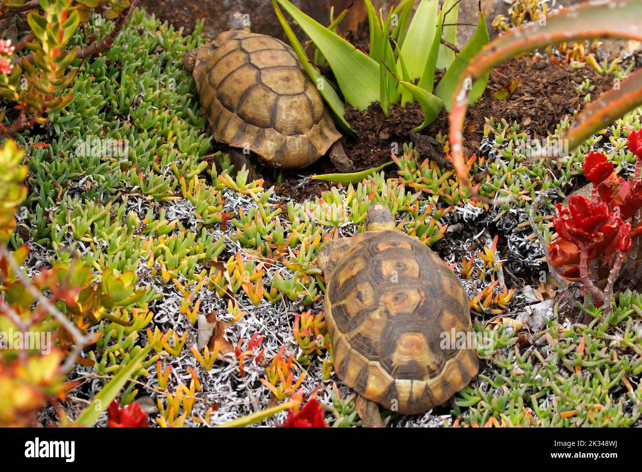 Two male angulate tortoises fighting over a female in a Cape Town