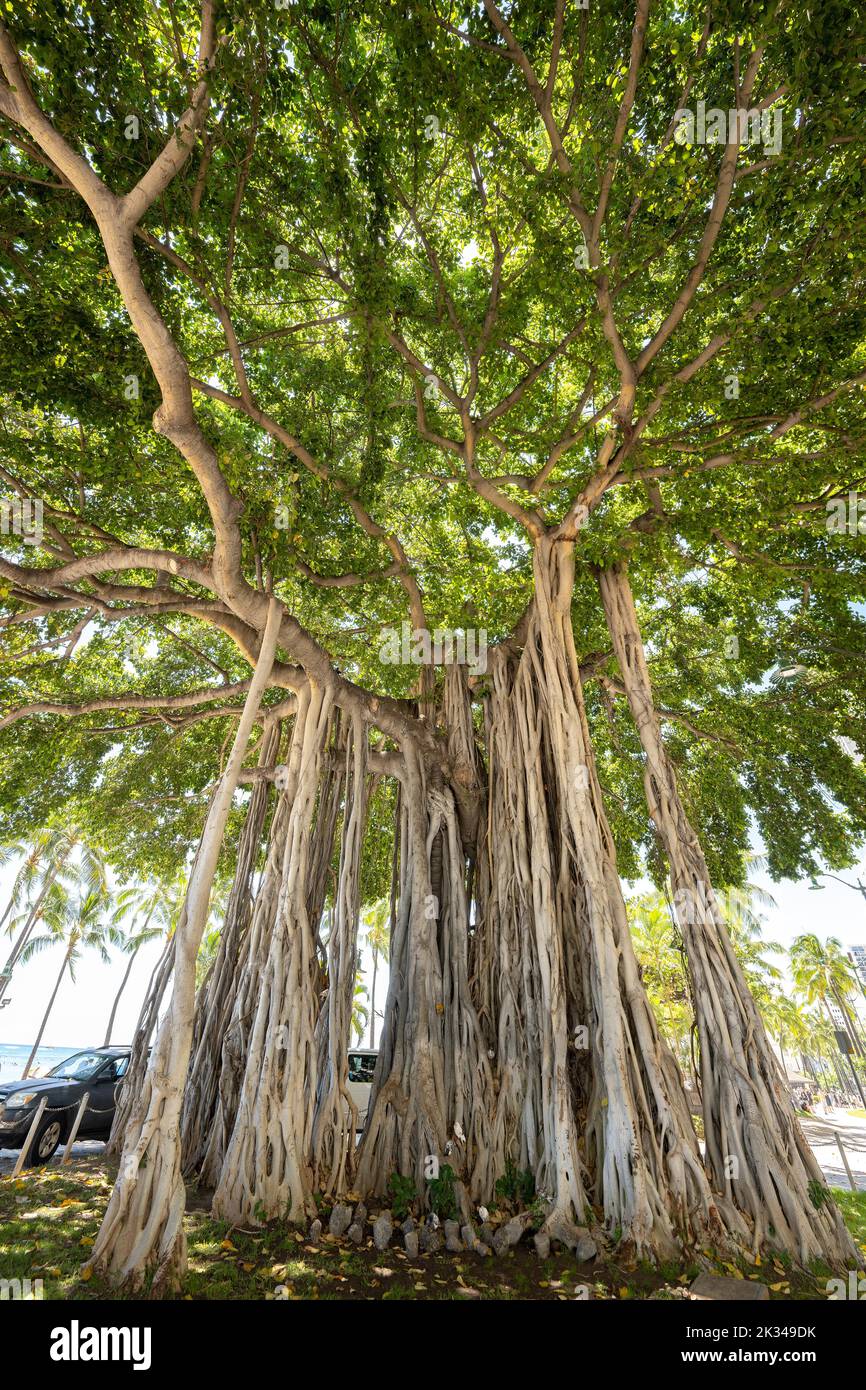 Banyan fig (banyan tree), Waikiki Beach, Honolulu, Oahu, Hawaii, USA, North America Stock Photo