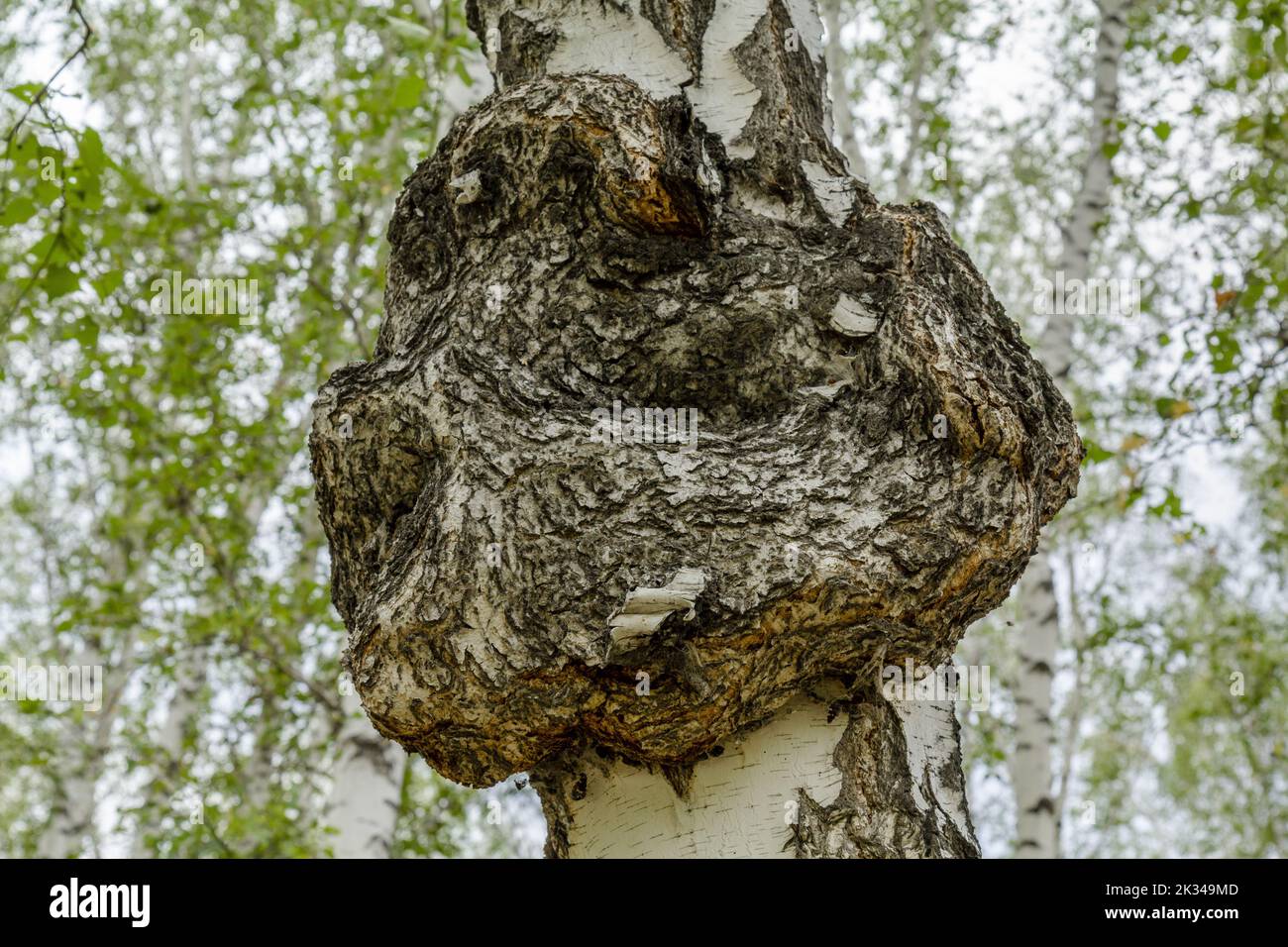 Medicinal chaga mushroom growing on a birch. Stock Photo