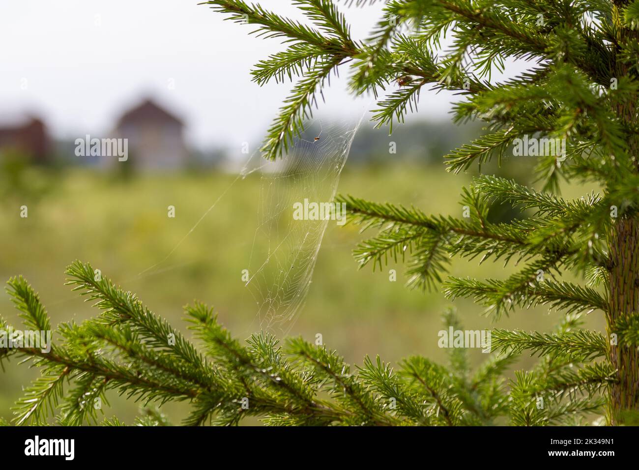 A web on the Christmas tree against the background of a suburban cottage. Stock Photo