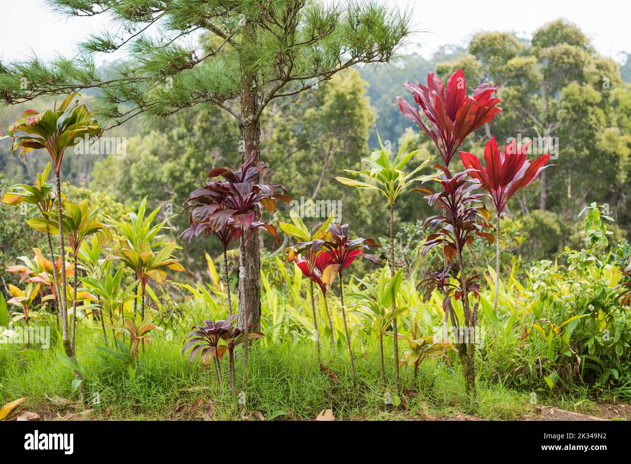 Hawaii background hi-res stock photography and images - Alamy