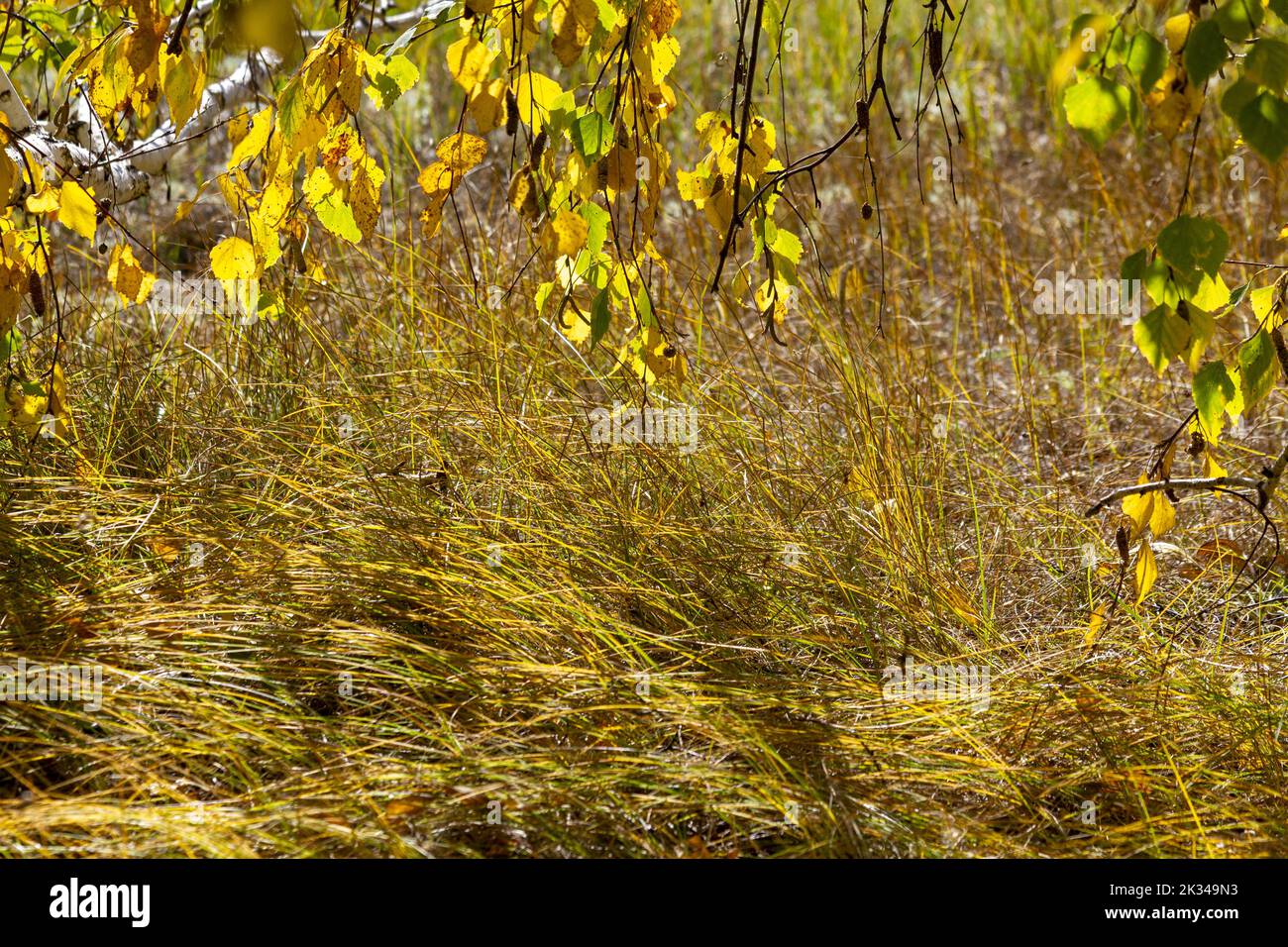 Autumn landscape in the form of a birch branch with yellow leaves against the background of meadow grass. Stock Photo