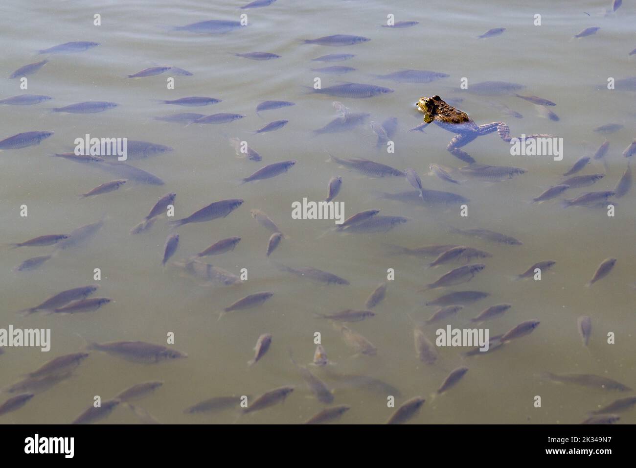 A frog swims among a large number of fish fry in a village lake. Stock Photo