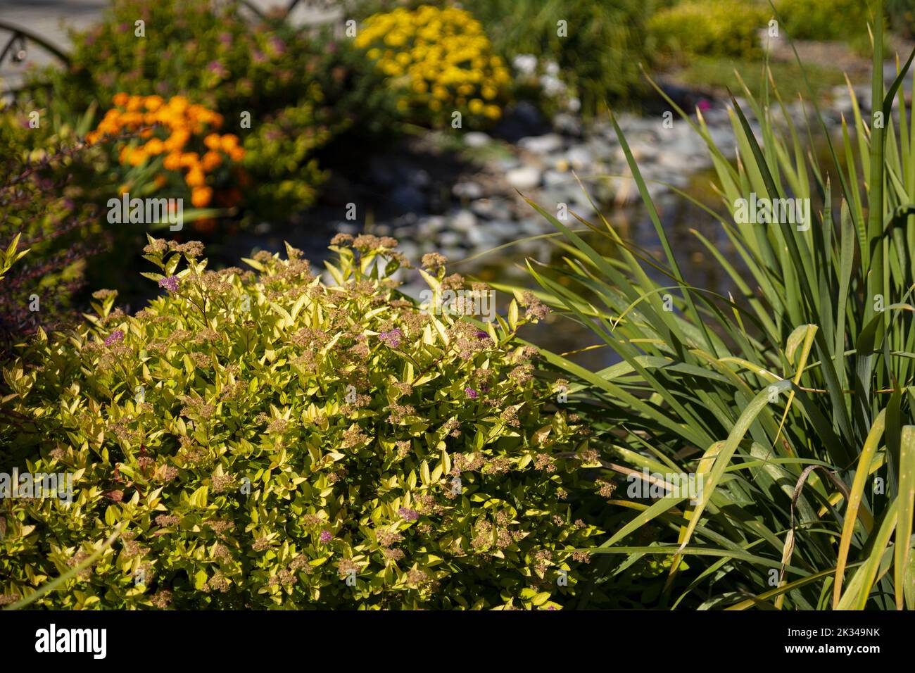 Landscape design in the form of various types of decorative plants. Stock Photo