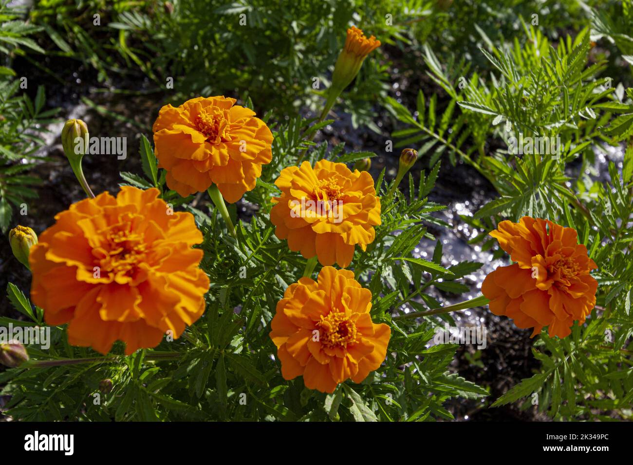 Orange flowers Marigolds on the background of a stream on a sunny day. Stock Photo