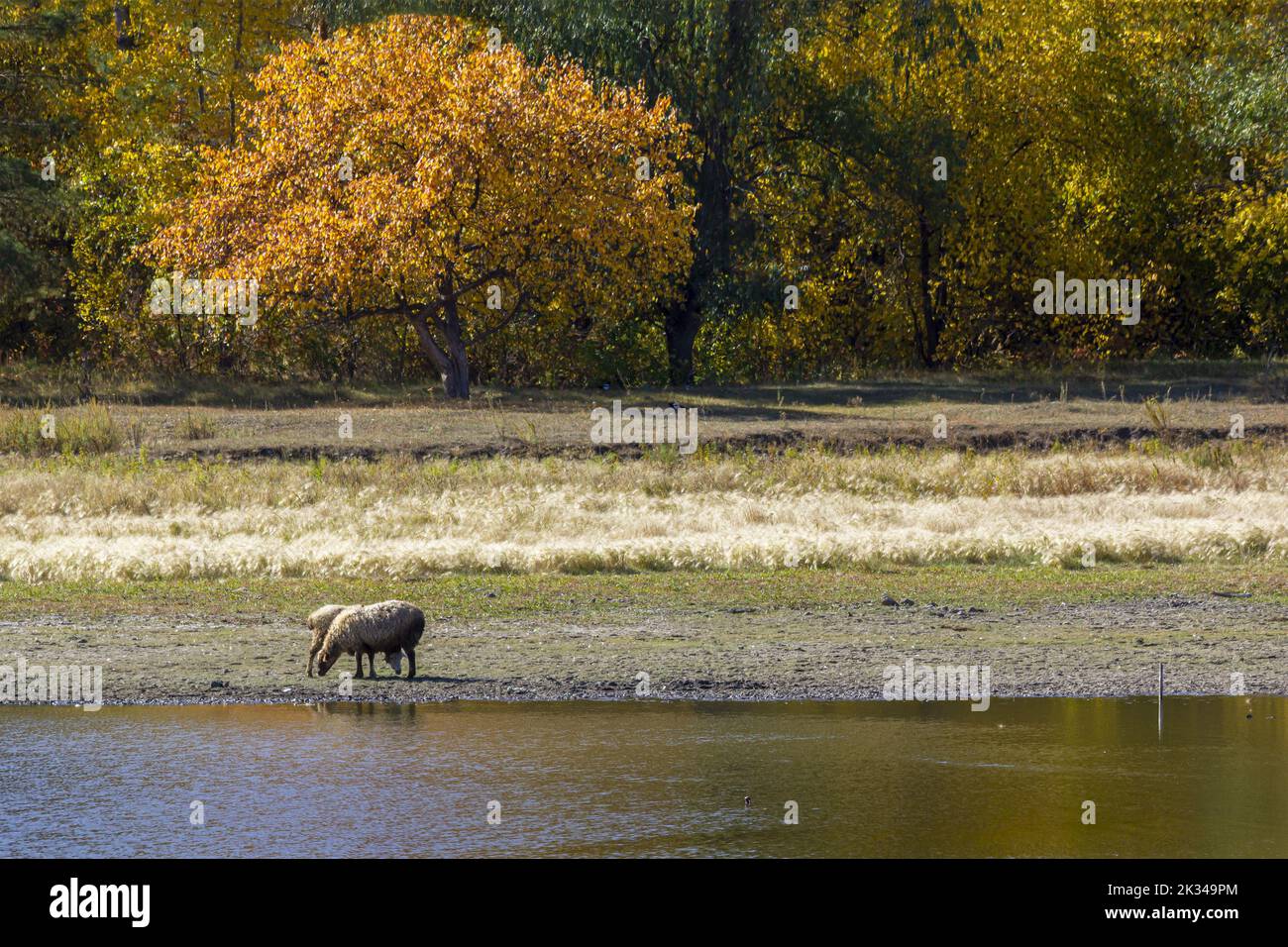 A pair of hugging sheep in the river on the background of the farm. Stock Photo