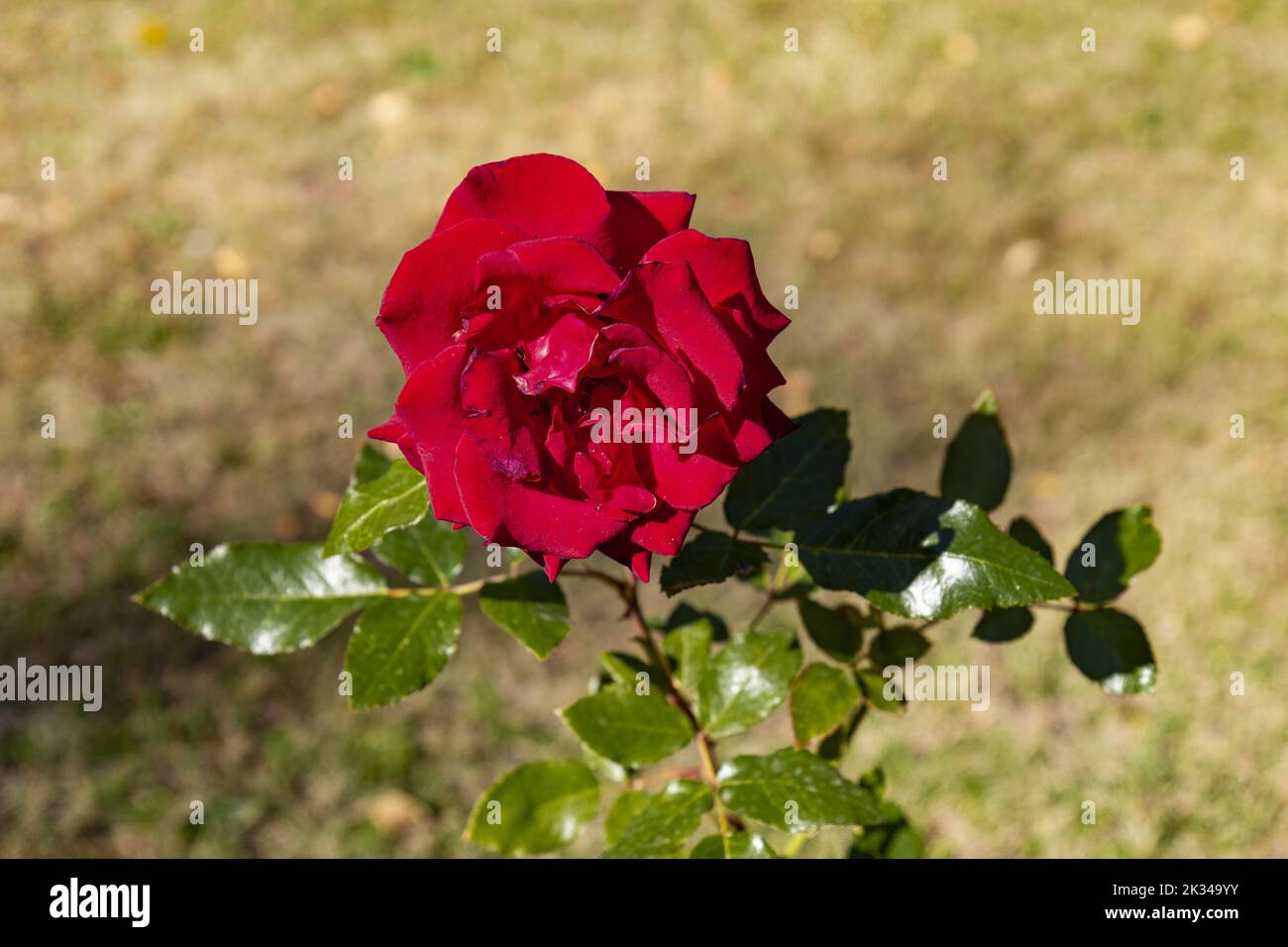 Scarlet lonely rose in the rays of the daytime sun. Stock Photo