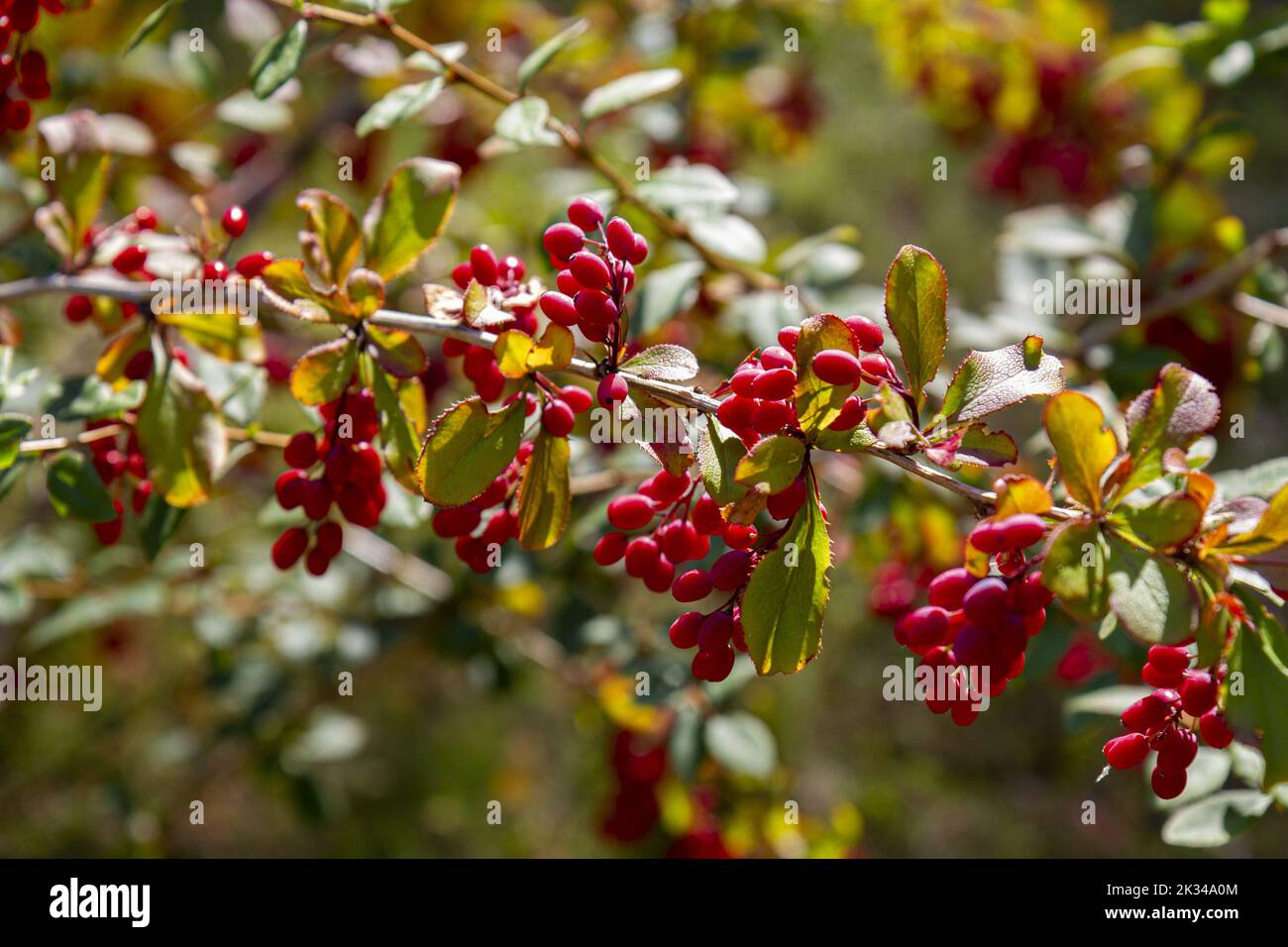 Ripe barberry berries in the rays of the daytime sun. Stock Photo