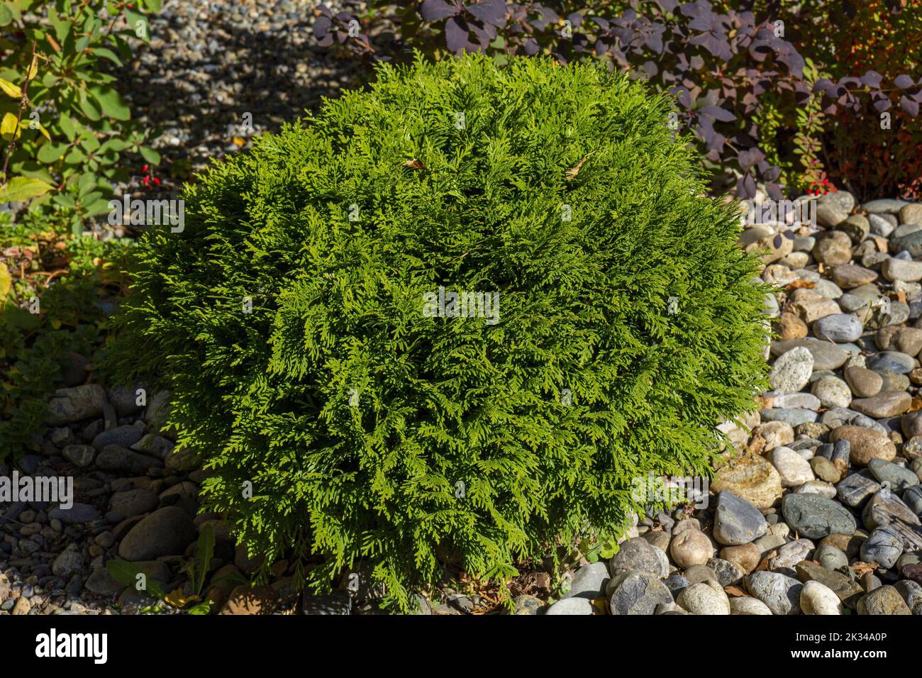 Green spherical bush of a young cypress in the rays of the daytime sun. Stock Photo
