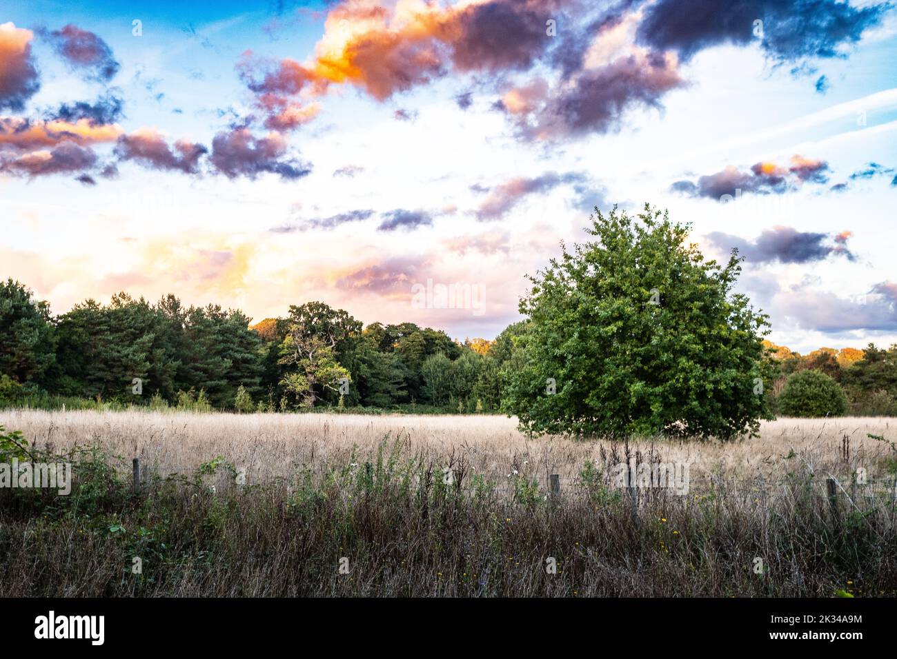 Evening sunset clouds over a lone tree in a Welsh cornfield Stock Photo ...