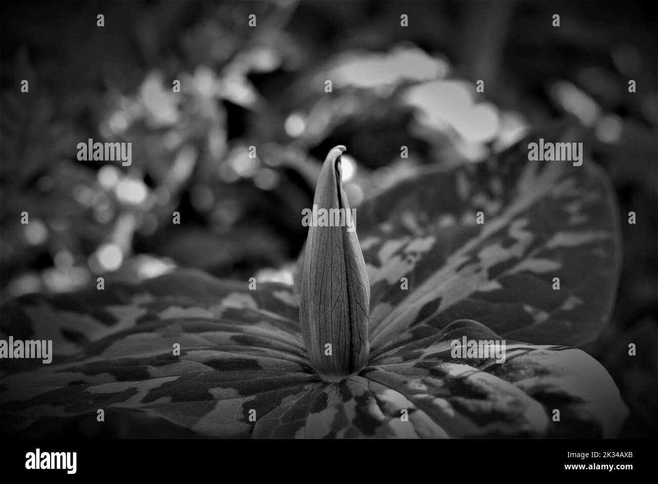 A grayscale of toadshade flower (Trillium sessile) in a garden Stock Photo