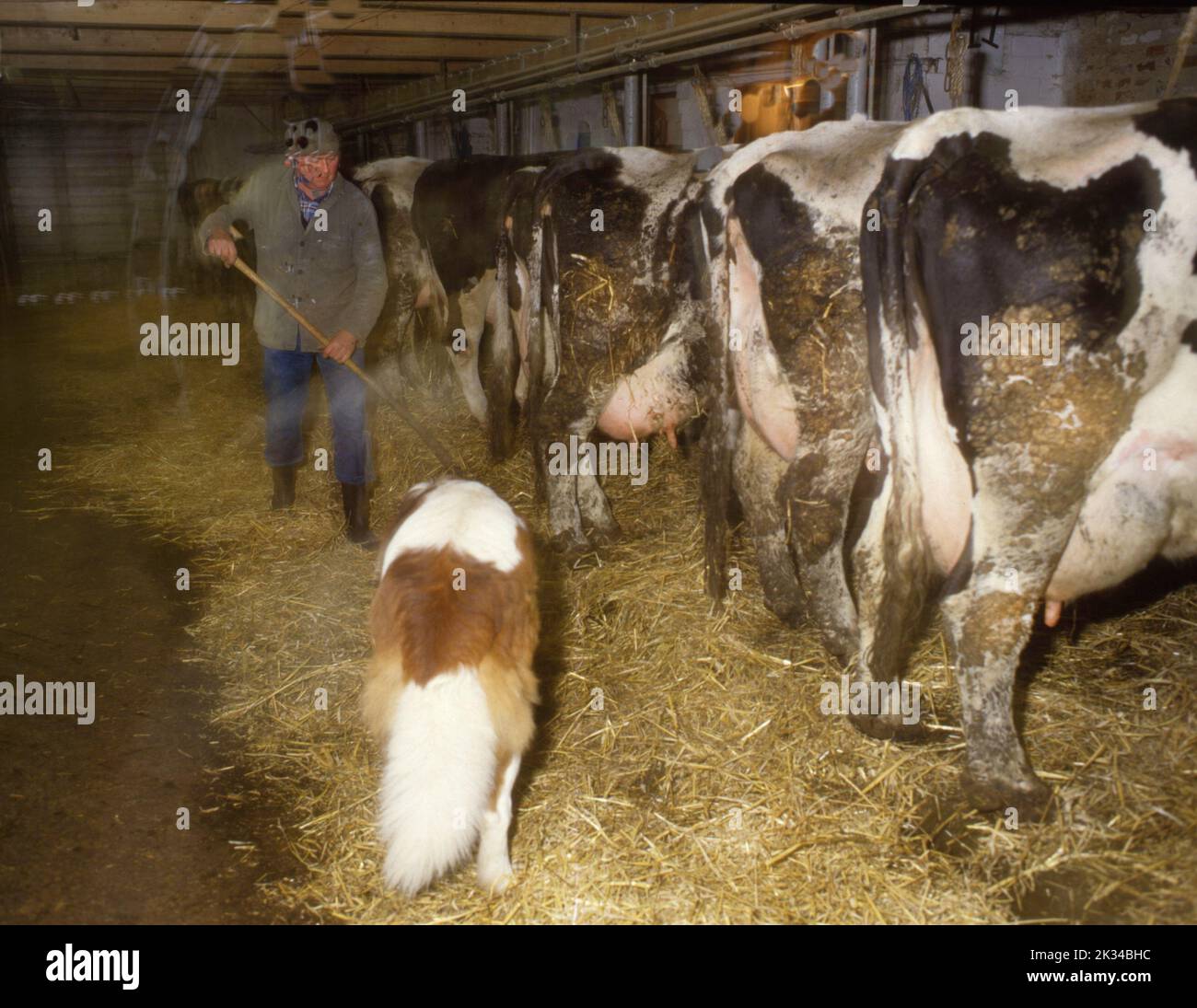 East Frisia. Family of a farmer on his farm with livestock. ca. 1988 Stock Photo