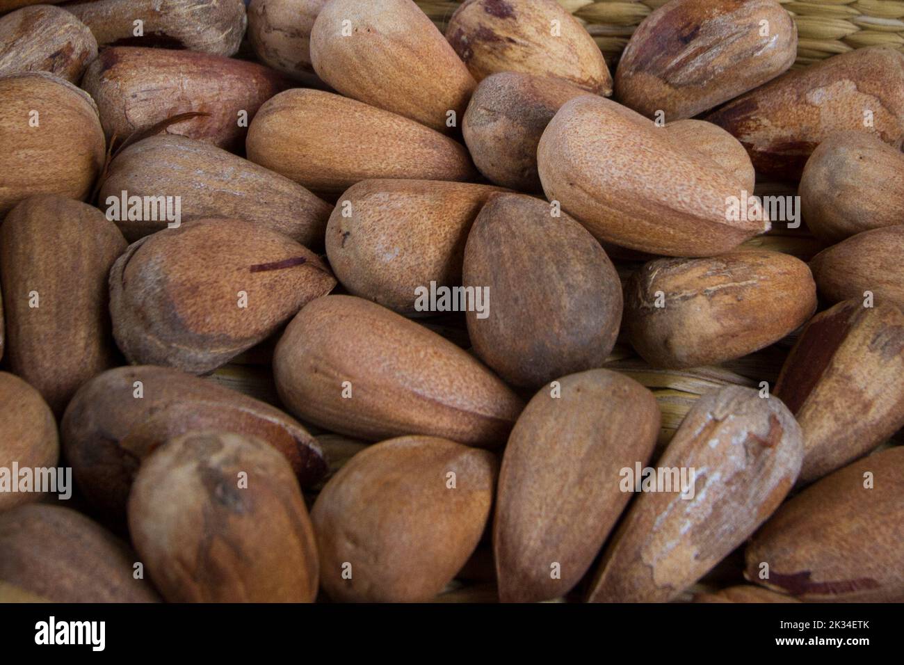 Torino, Italy. 24th September 2022. Bunya nuts, seeds of bunya pine (Araucaria bidwillii) Stock Photo