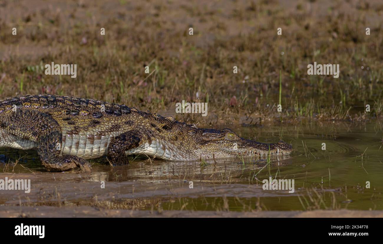Crocodile in the water; Crocodile sliding into the water; croc walking into the water; croc walking; mugger crocodile; animal sliding in the water; Stock Photo