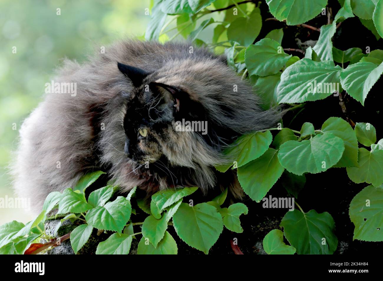 A norwegian forest cat female spending time on a stone Stock Photo
