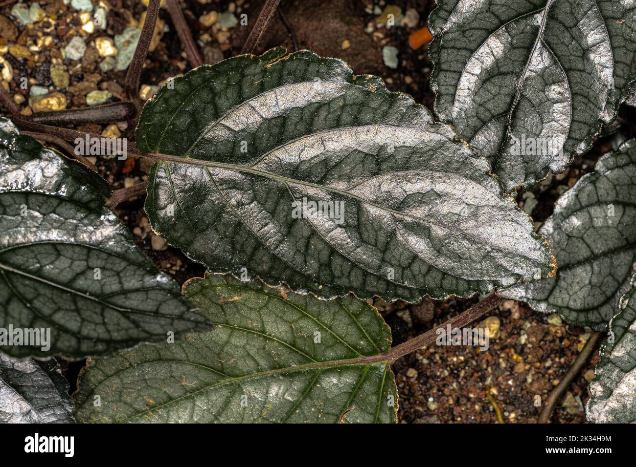 Leaf of Purple Waffle Plant (Hemigraphis alternata) Stock Photo