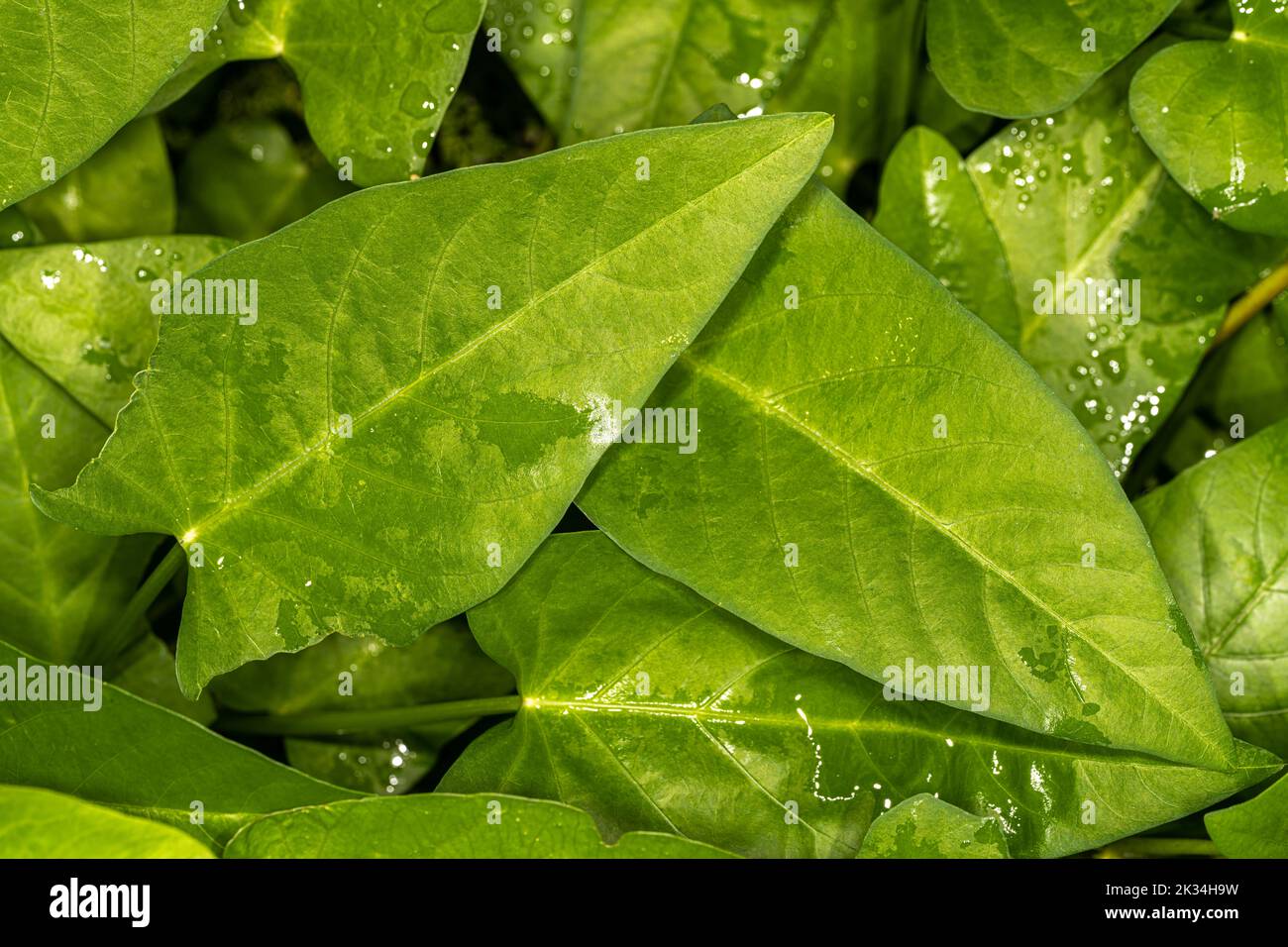 Leaves of Water Spinach (Ipomoea aquatica) Stock Photo