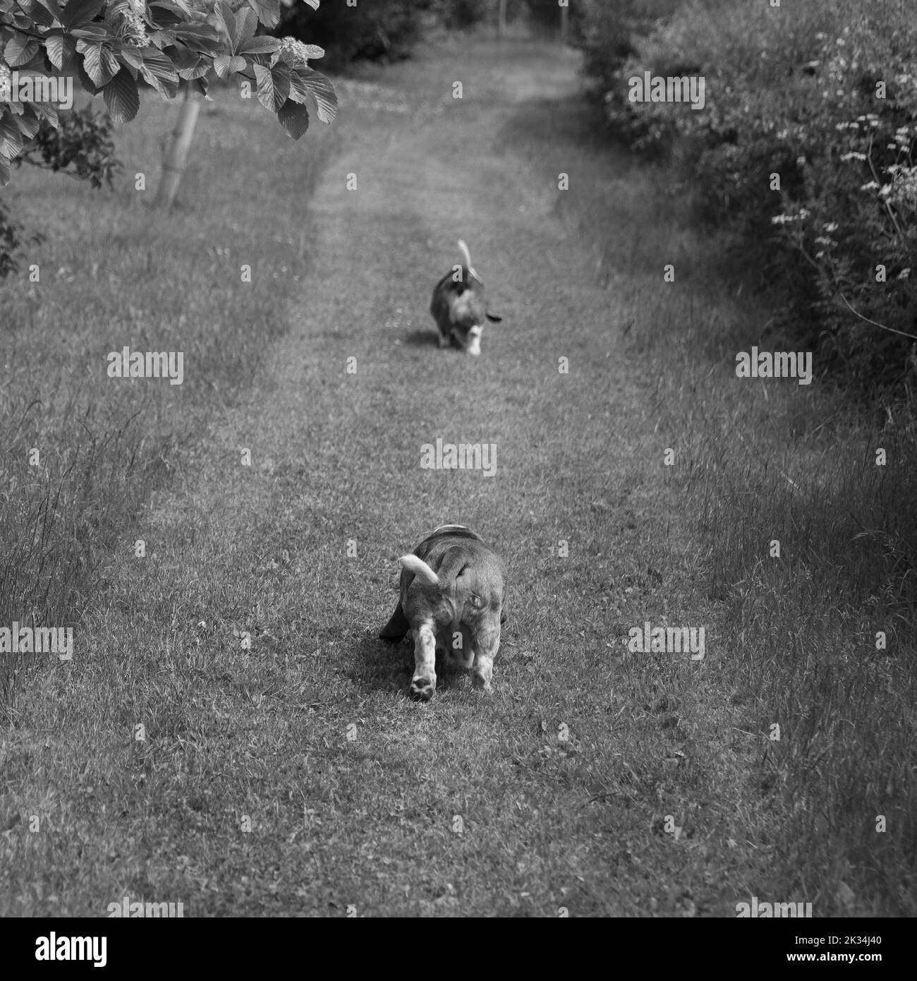 Playing dogs two Black and White Stock Photos & Images - Alamy