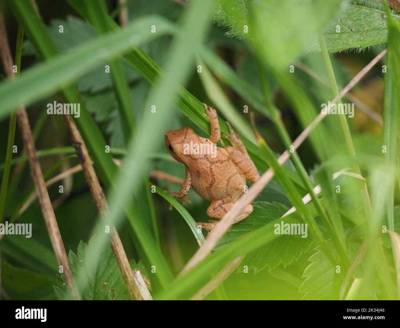 Spring peeper hi-res stock photography and images - Alamy
