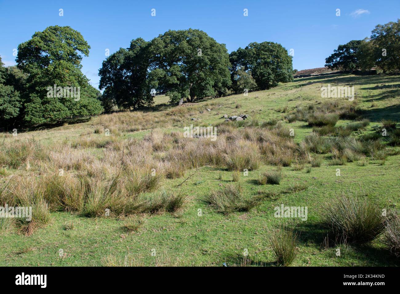 A field just outside Goathland in the North Yorkshire Moors National Park Stock Photo