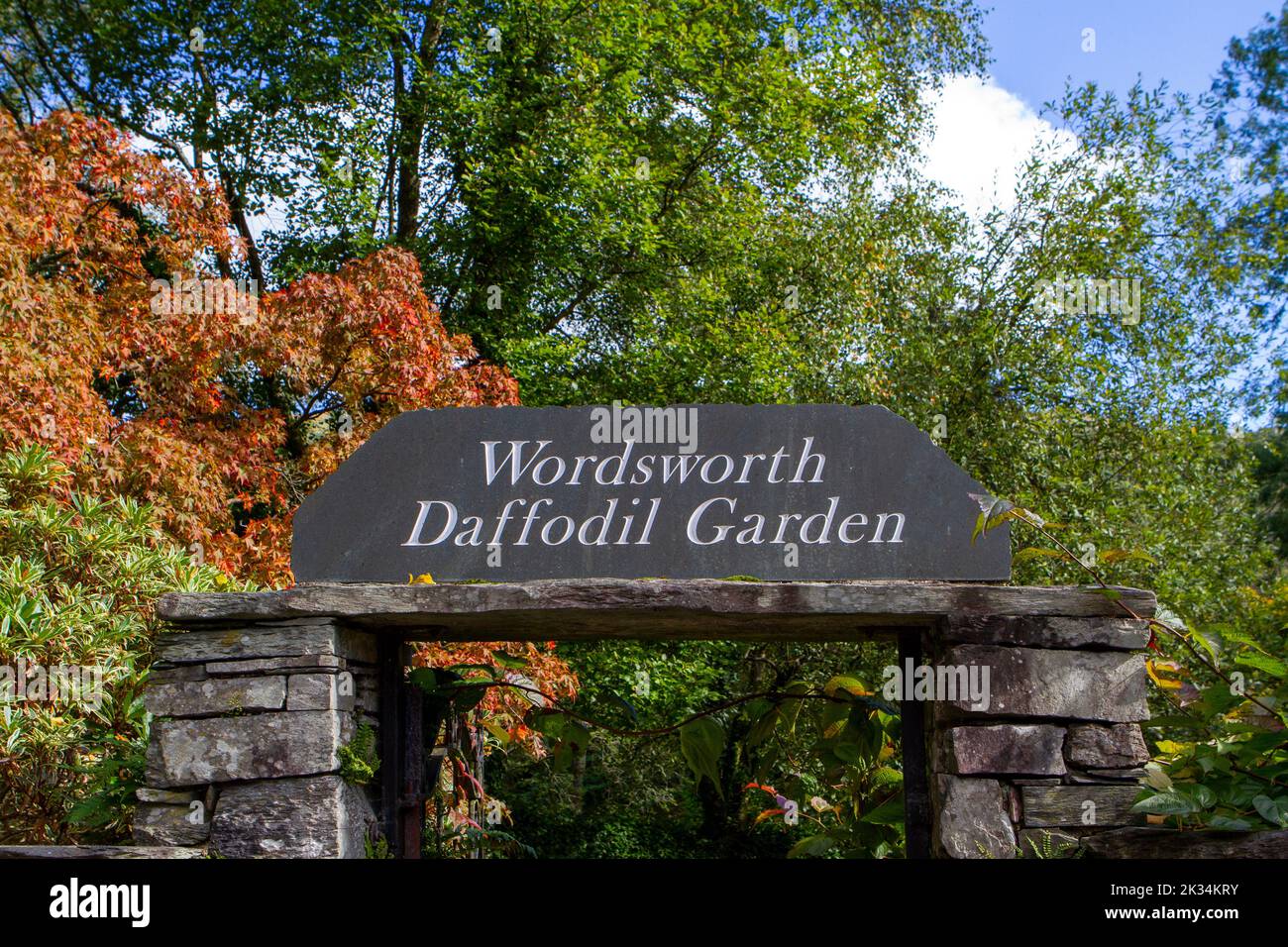 William Wordsworth daffodil garden, Grasmere, Cumbria, UK Stock Photo