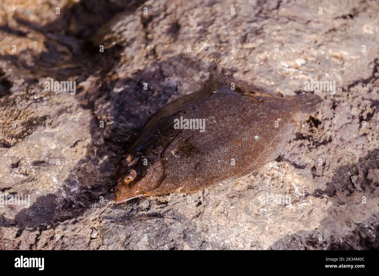 A closeup shot of an English sole fish on rocky surface Stock Photo