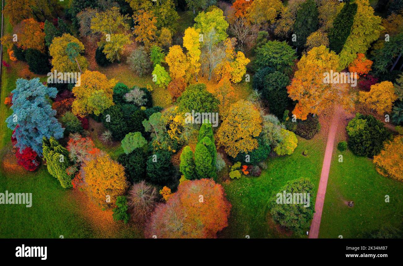 Westonbirt Arboretum, Gloucestershire, UK. Forest in Autumn with bright ...