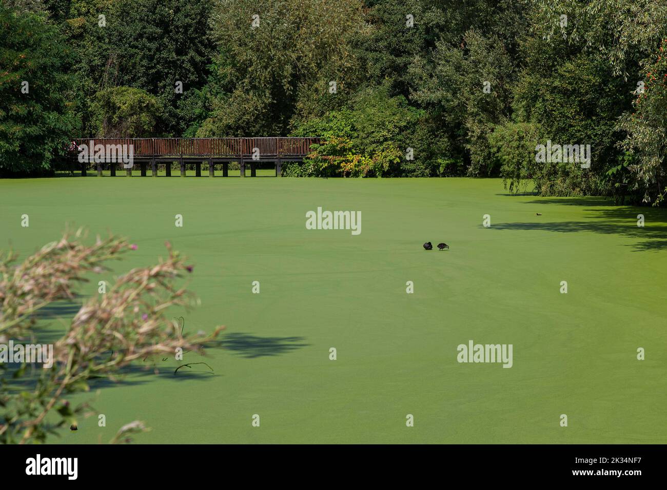 pond covered with green duckweed on the surface, with trees around Stock Photo