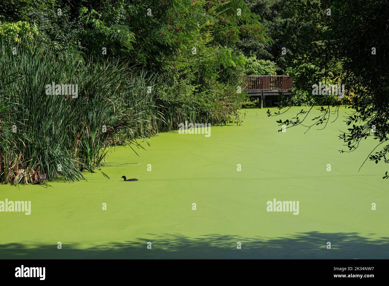pond covered with green duckweed on the surface, with trees around Stock Photo