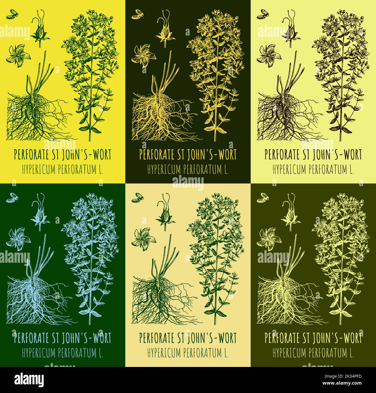 Set of vector drawings of Perforate St John's-wort in different colors ...