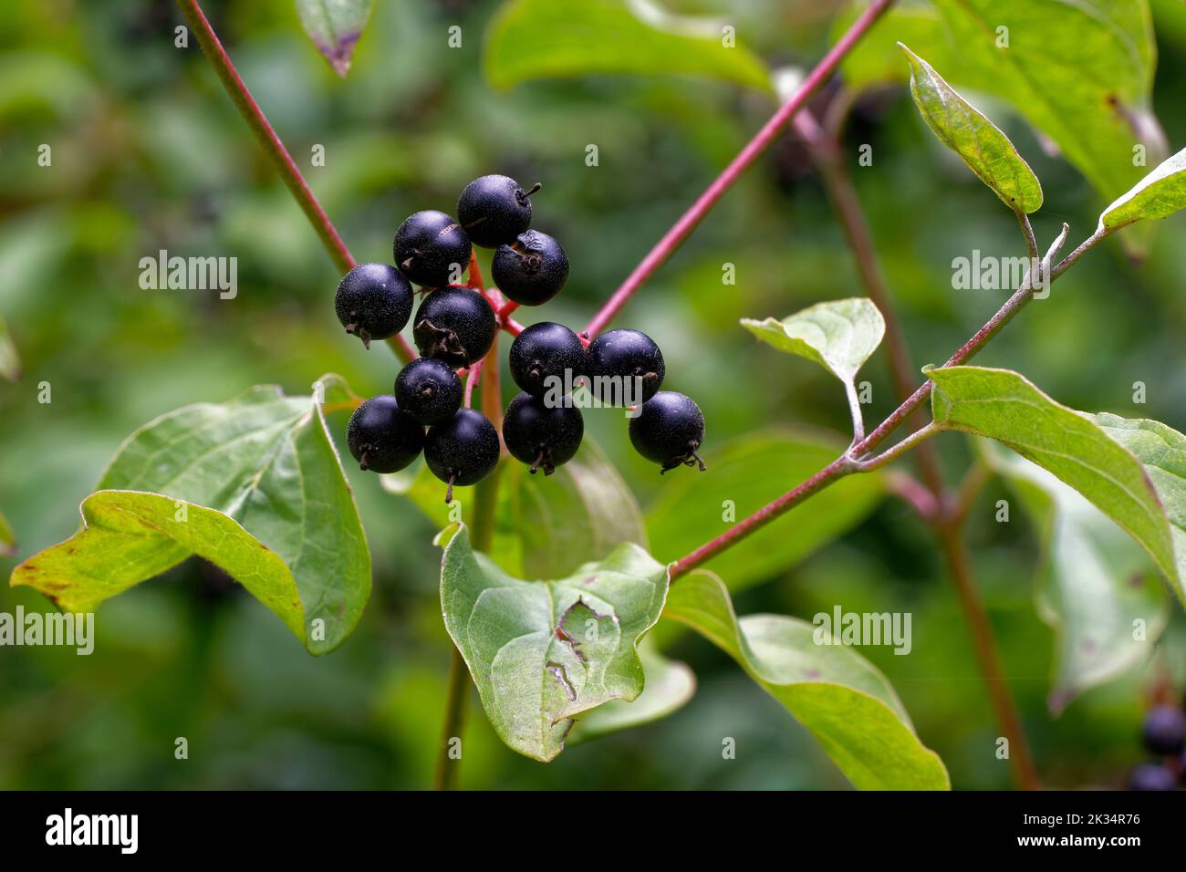 Dogwood berries - Cornus sanguinea  Calcareous scrub bush Stock Photo