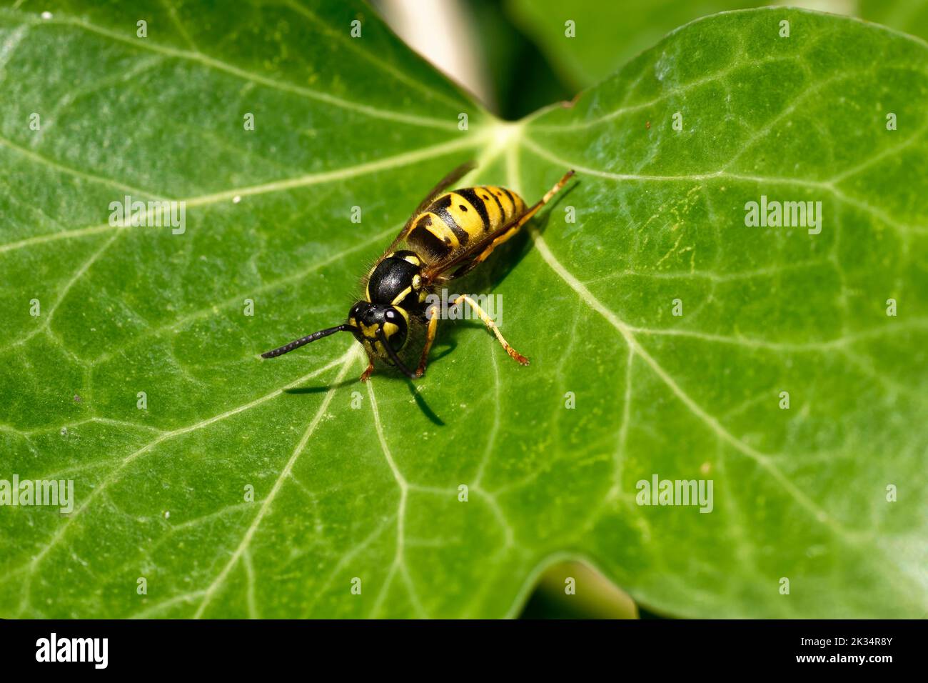 German Wasp - Vespula germanica on Ivy Leaf Stock Photo