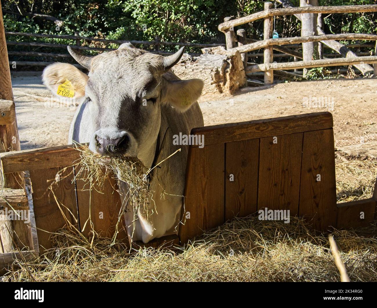 Original Braunvieh is a dual purpose dairy and beef breed cow in Zoo
