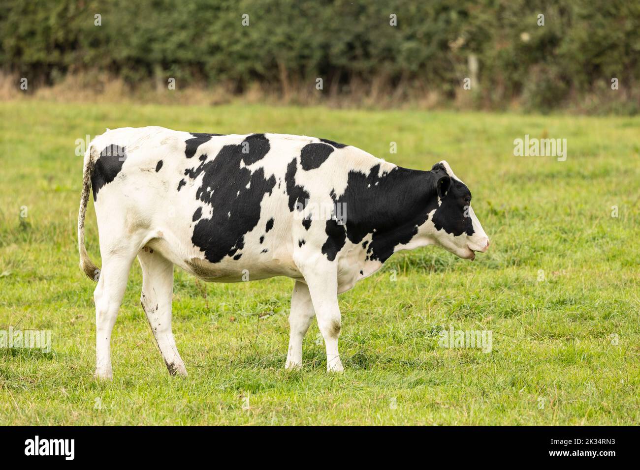 black and white cows grazing on fresh farmland Stock Photo - Alamy