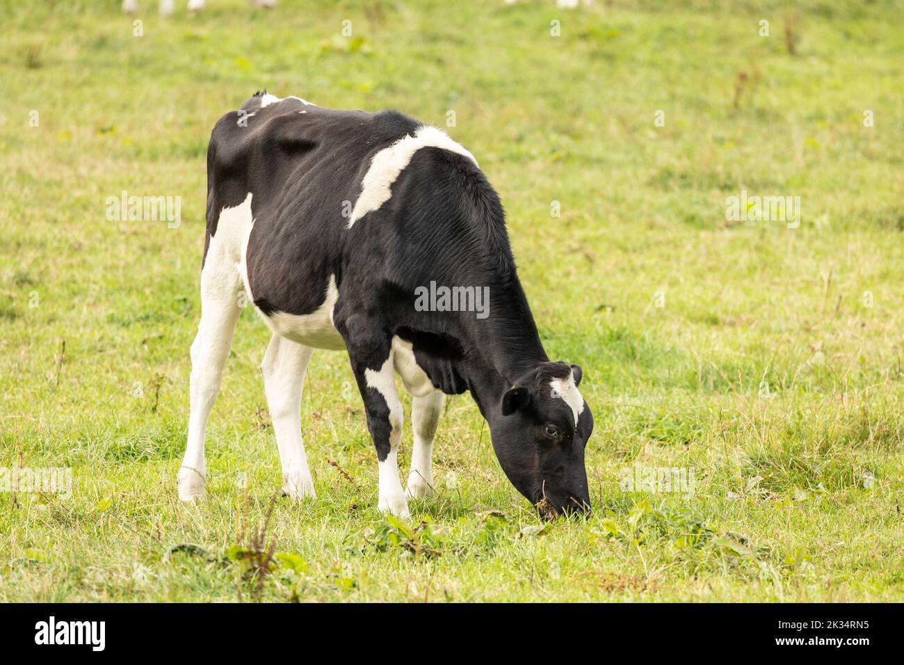 black and white cows grazing on fresh farmland Stock Photo - Alamy