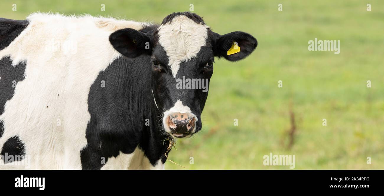 Close Up Portrait Of The Head Of A Friesian Cow Stock Photo - Alamy