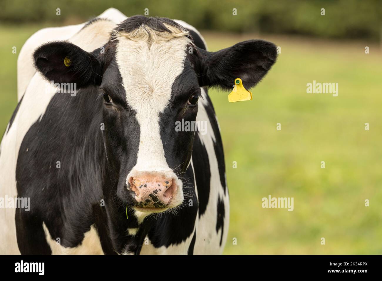 Close up portrait of the head of a Friesian Cow Stock Photo - Alamy