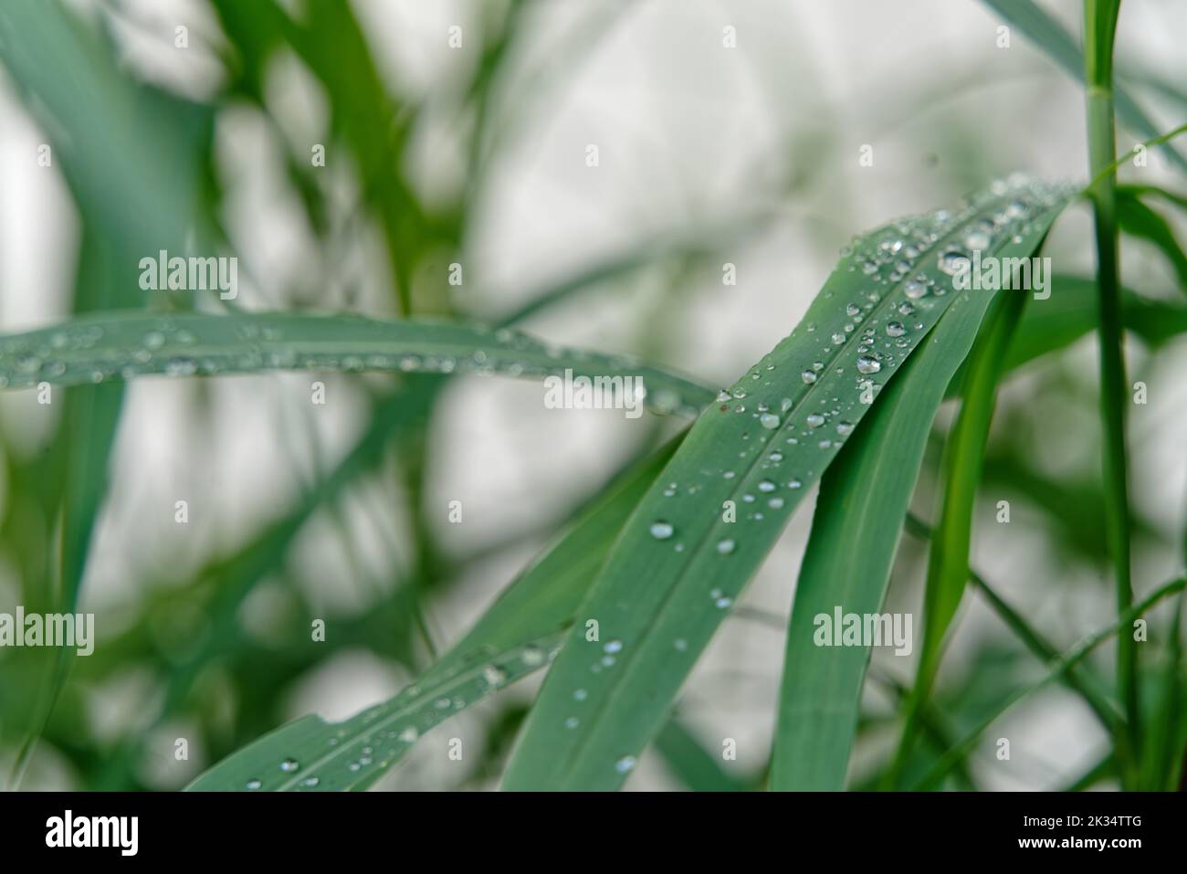 A closeup of green leaves with waterdrops in a garden Stock Photo - Alamy