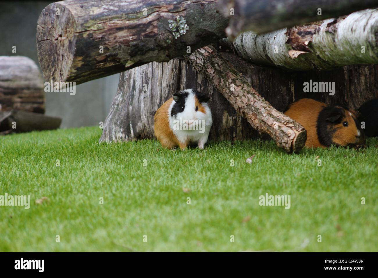 Meerschweinchen im Freigehege sitzen versteckt unter Baumstämmen im grünen Gras Stock Photo