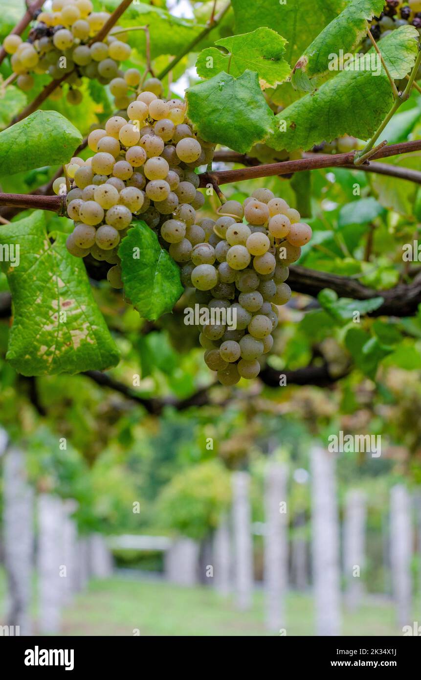 Clusters of green grapes ready for harvesting Stock Photo