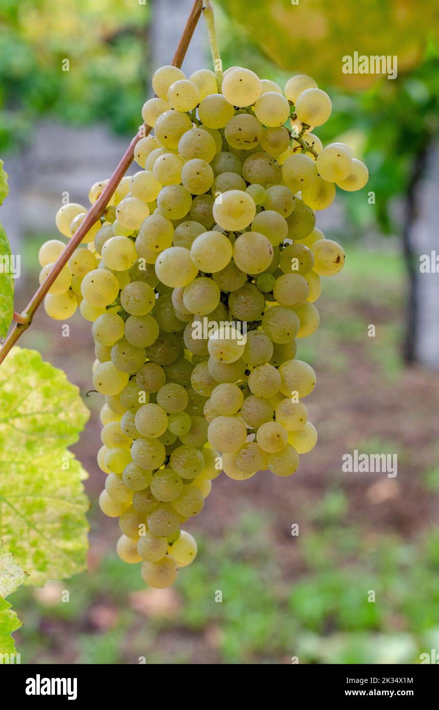 Clusters of green grapes ready for harvesting Stock Photo