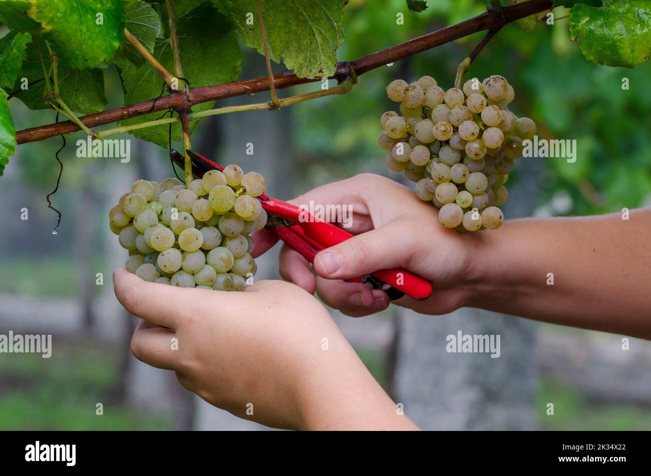 woman picking grapes during the grape harvest in autumn. Stock Photo